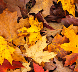 fall