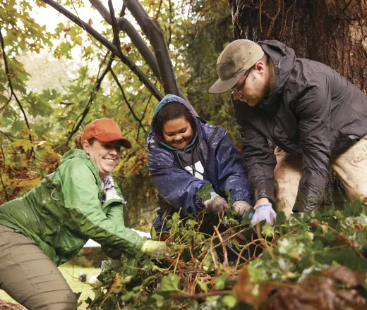 Volunteers pulling out vines.